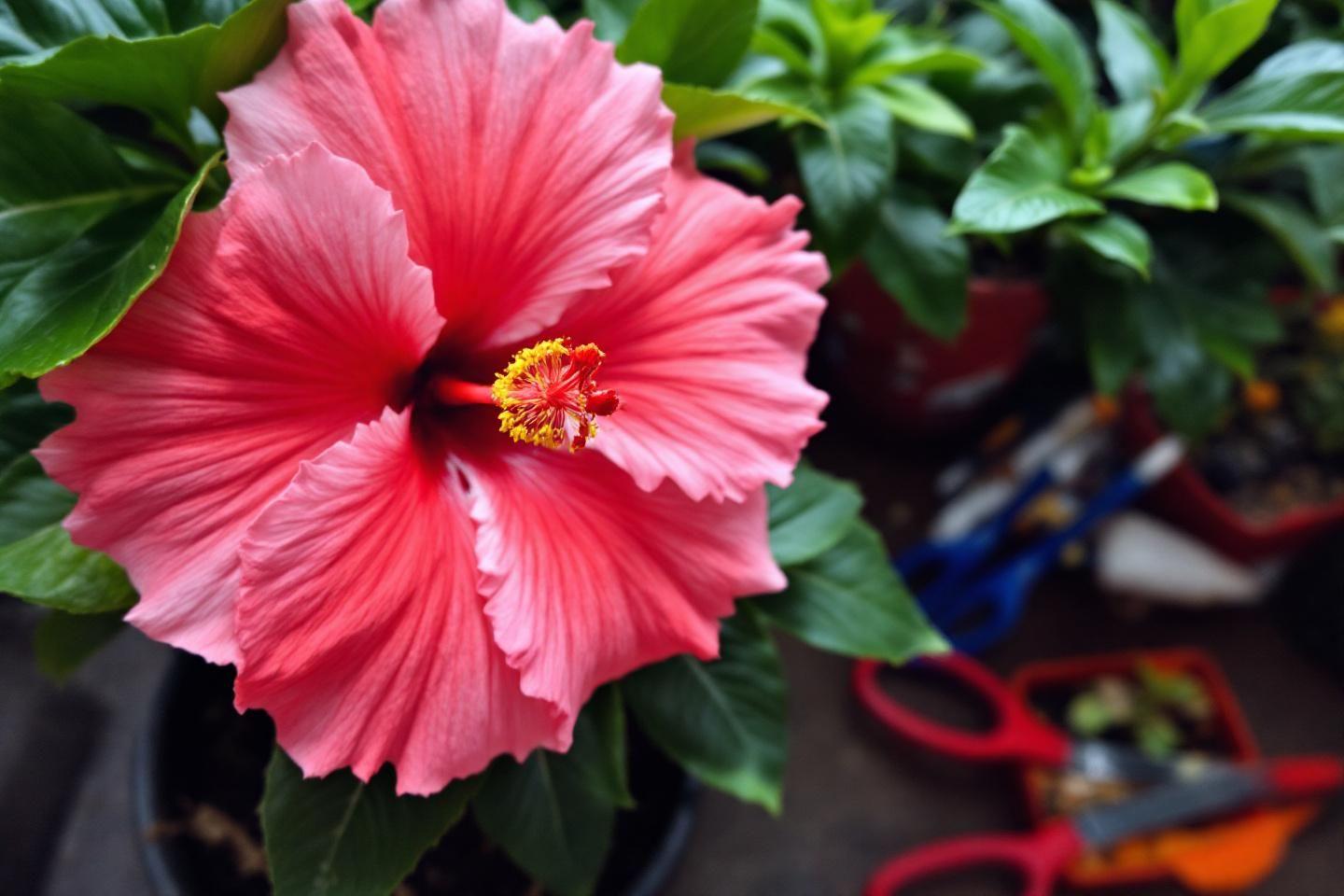Comment entretenir son hibiscus en pot : guide d'entretien complet