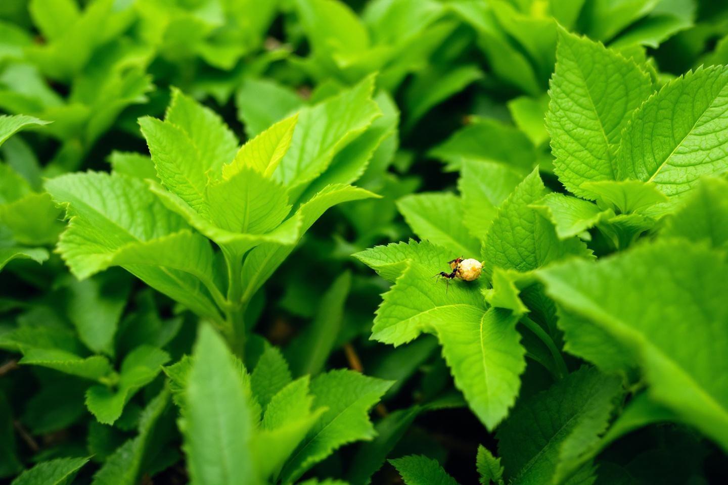 Fourmis au jardin : nuisibles ou utiles pour vos plantes et potagers ?