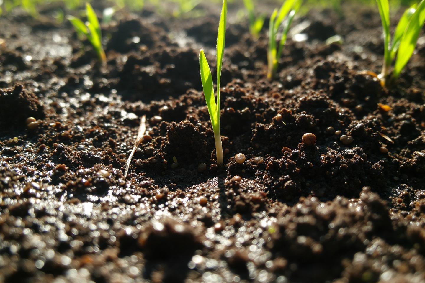 Semis de gazon après la pluie : comment sauver votre pelouse