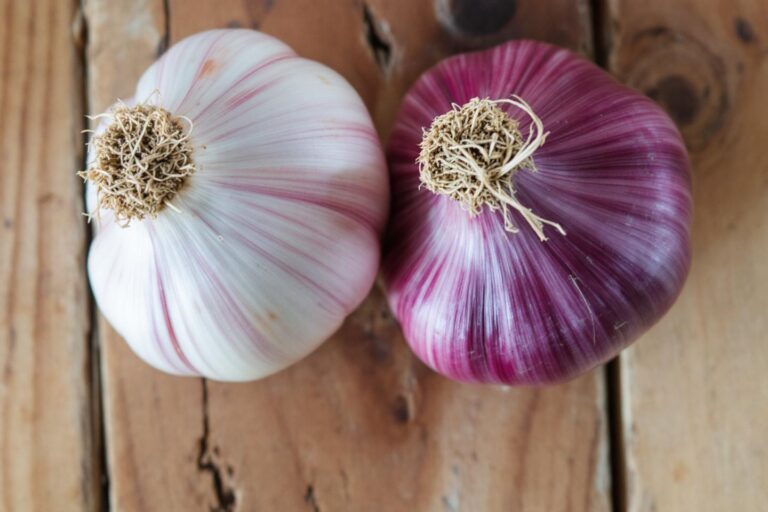 Échalote et échalion : quelles sont les différences ?