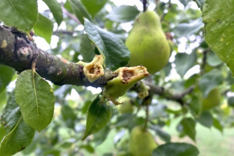 Feu bactérien du poirier : symptômes, traitements et prévention