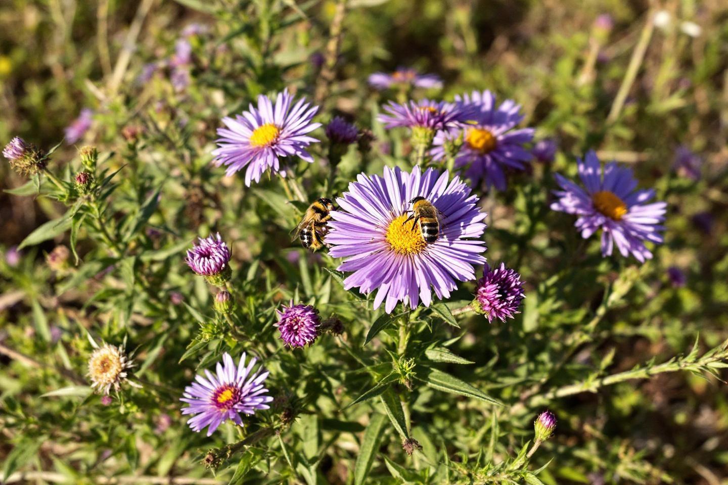 Fleurs mellifères : les meilleures plantes pour les abeilles