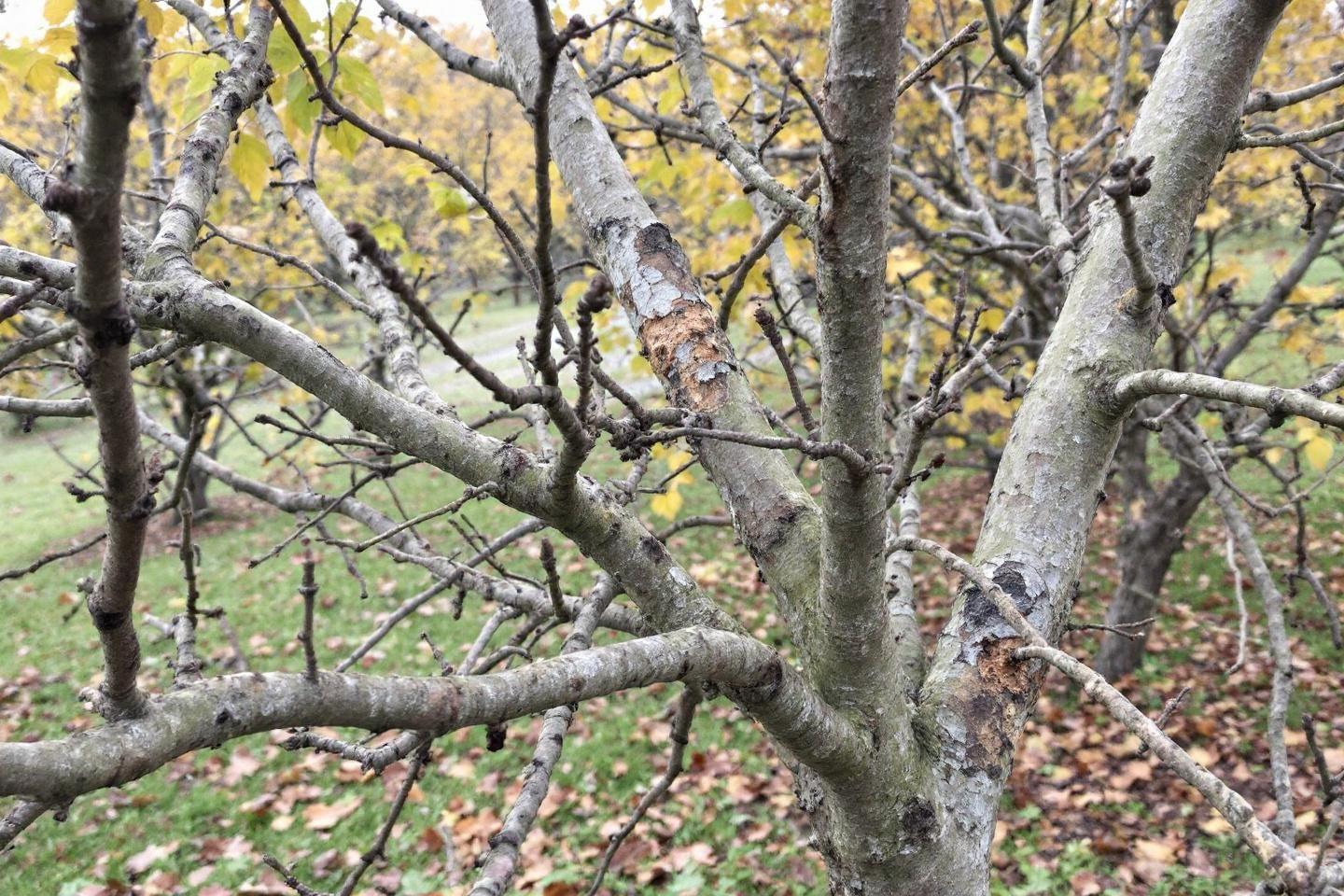 Tavelure des fruitiers : prévention et traitement efficaces