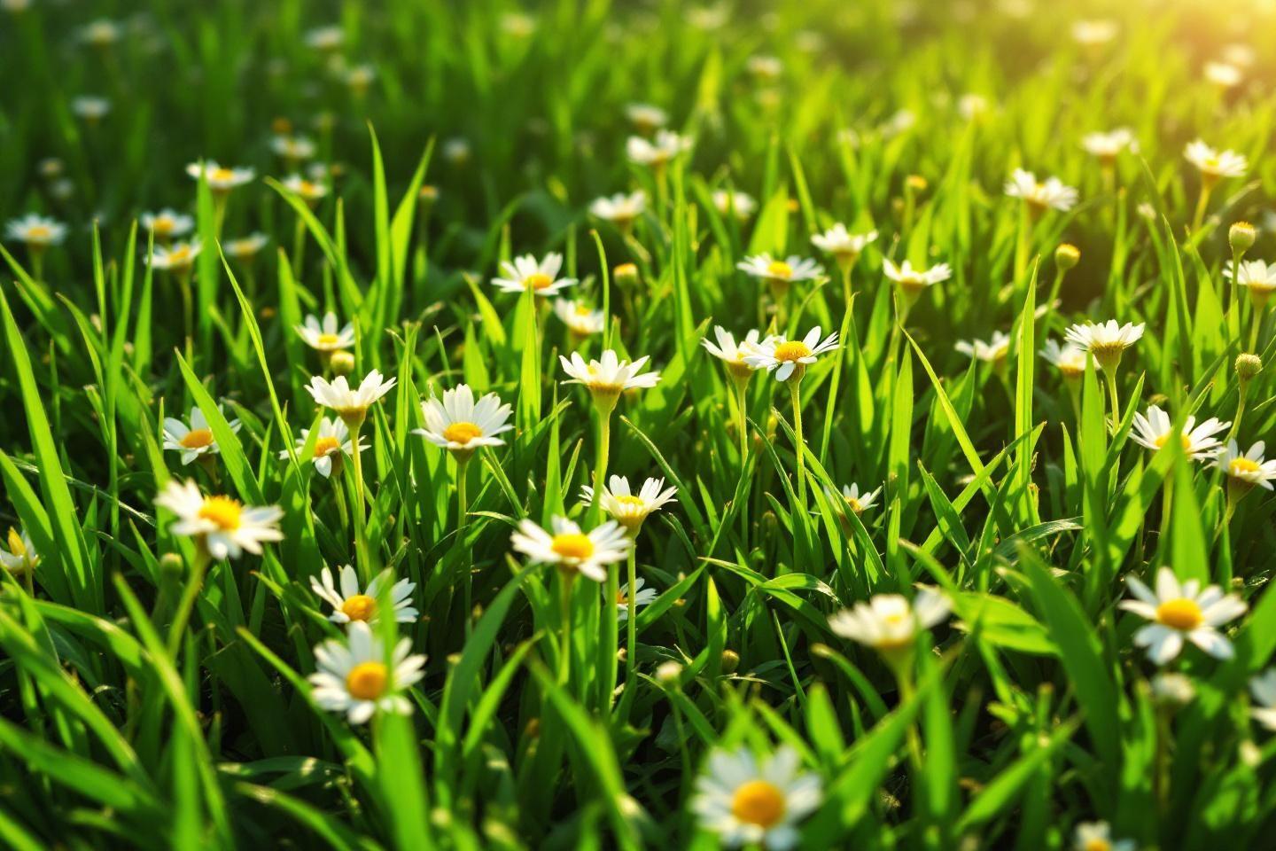 Pâquerettes dans la pelouse : ce qu'elles révèlent sur ton sol