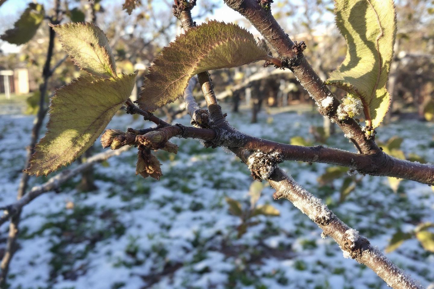 Taille d'hiver des arbres fruitiers : guide complet et conseils