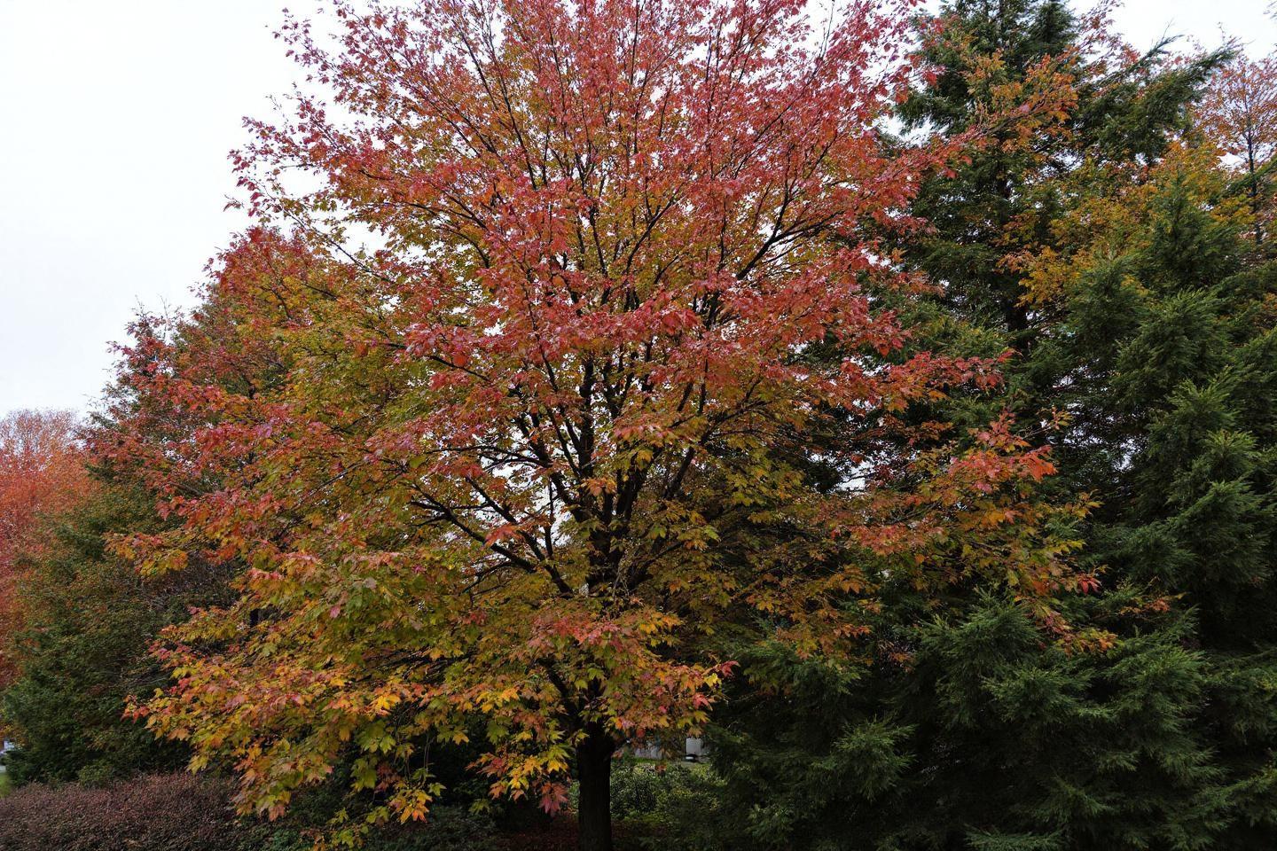 Guide complet de la taille d'automne : septembre à novembre