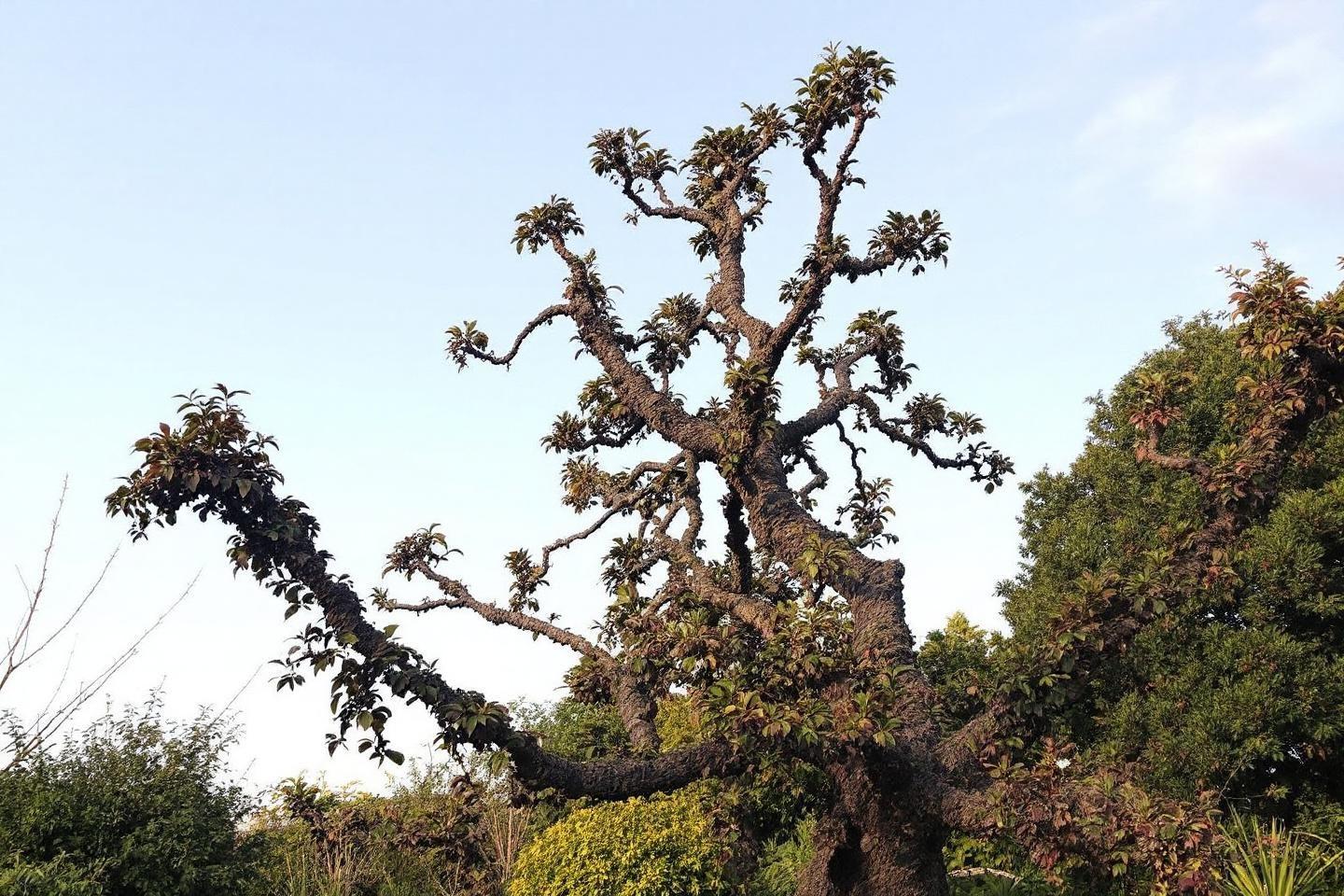 Taille du poirier : quand et comment tailler efficacement