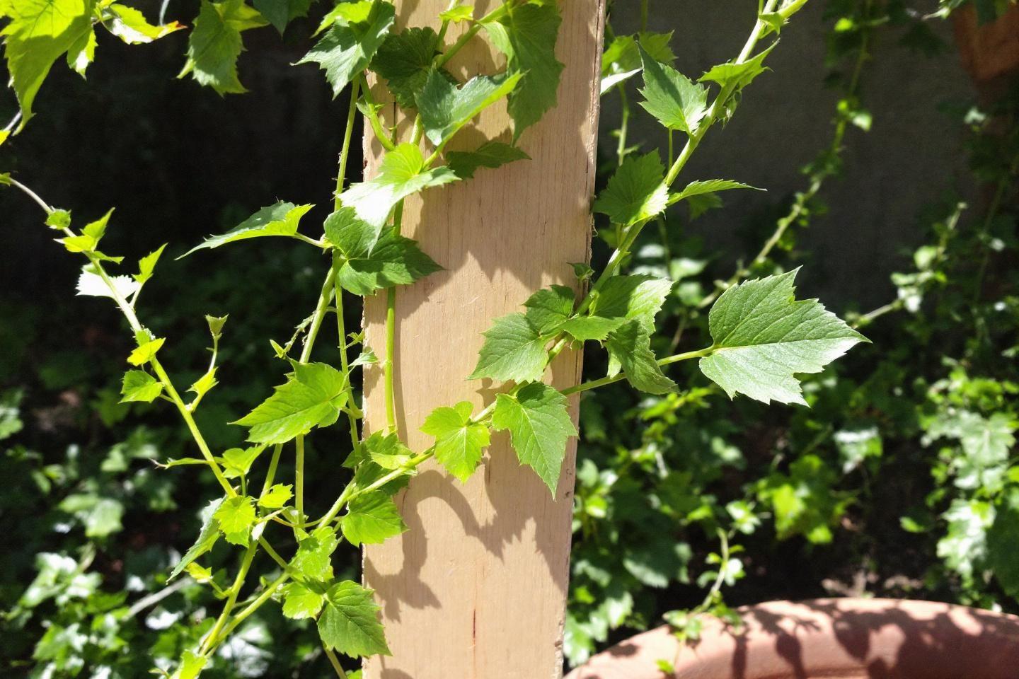 Comment tuteurer vos plantes d'intérieur avec élégance