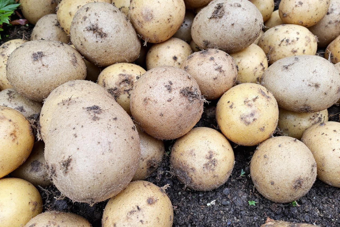 Pommes de terre anciennes : le retour des variétés oubliées