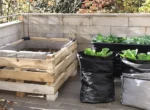 Potager surélevé pas cher avec palette de récupération, bac plastique sur pieds et sacs de culture sur une terrasse